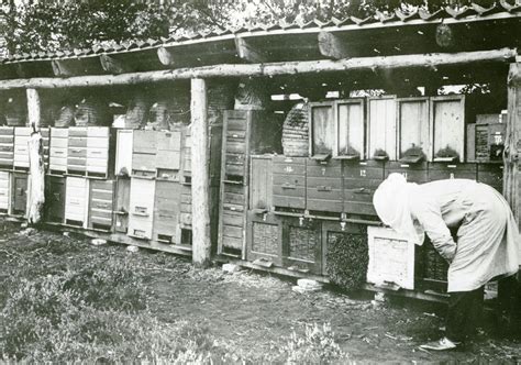 Starb der Imker, wurden die Bienen geweckt 